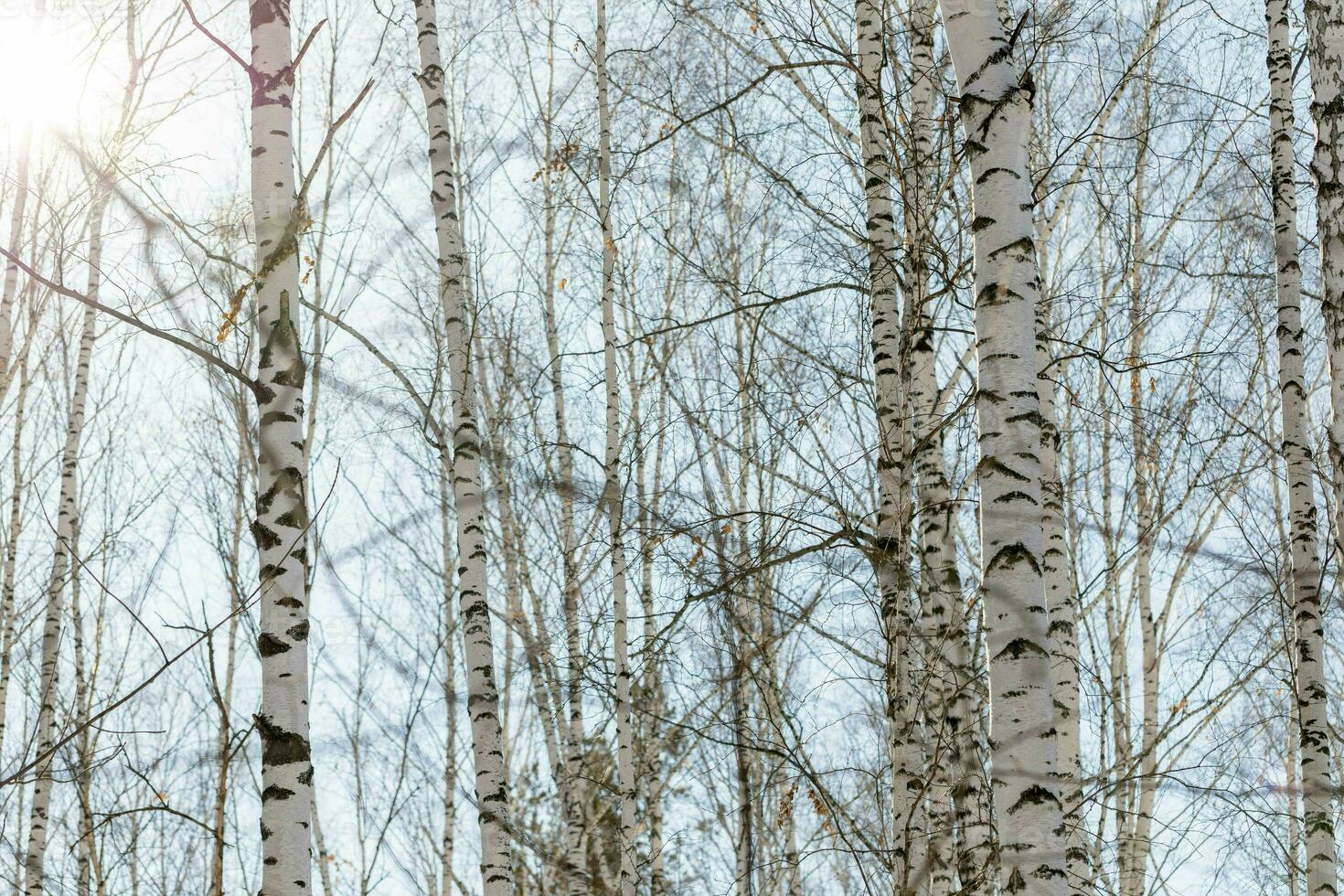 White bare winter or spring birch trees trunks close up. Birch trees forest. Horizontal format. photo