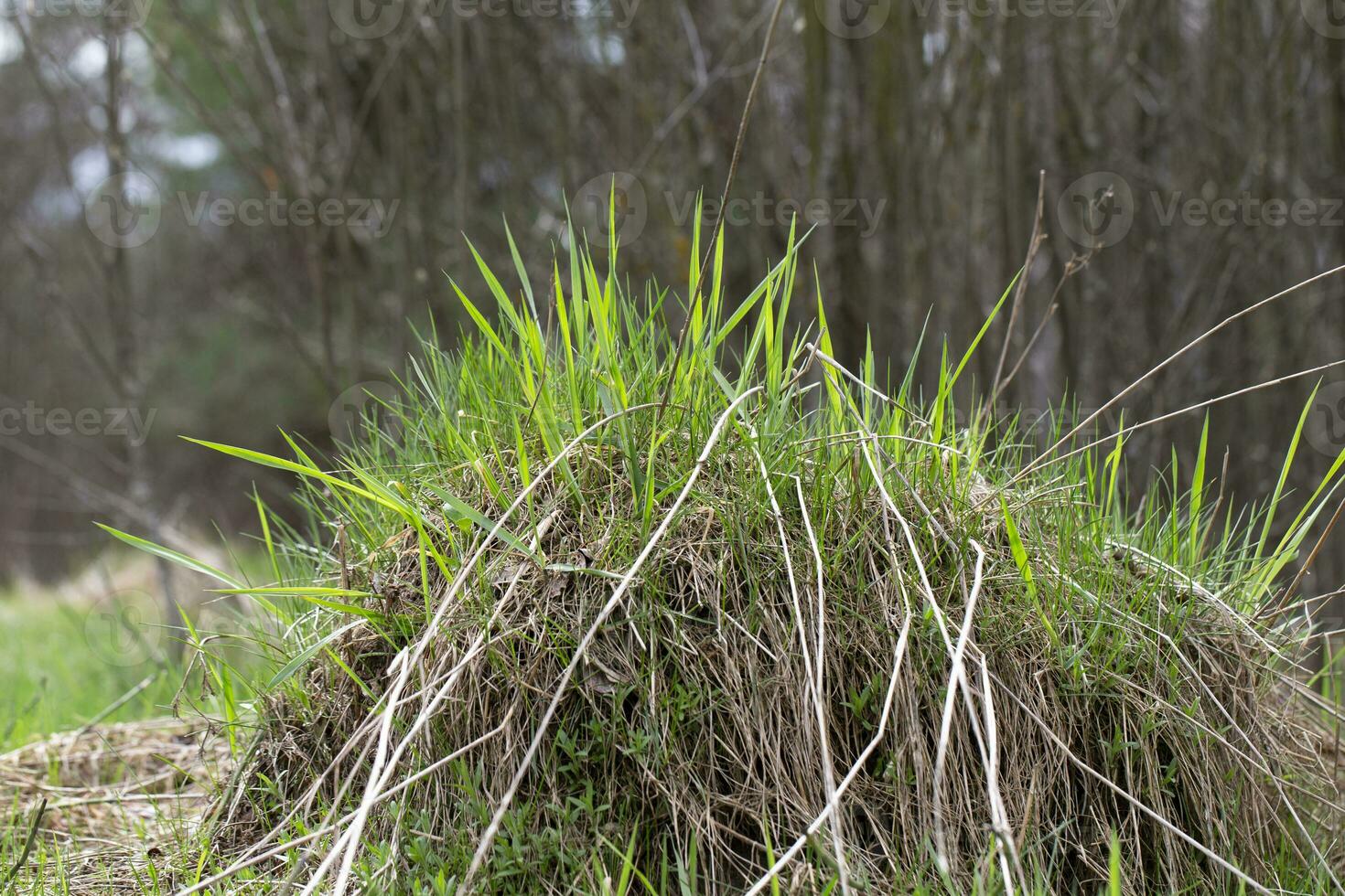 Background of a small mound covered with green grass. photo