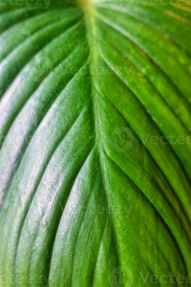 tropical verde hoja monocotiledónea naturaleza antecedentes foto