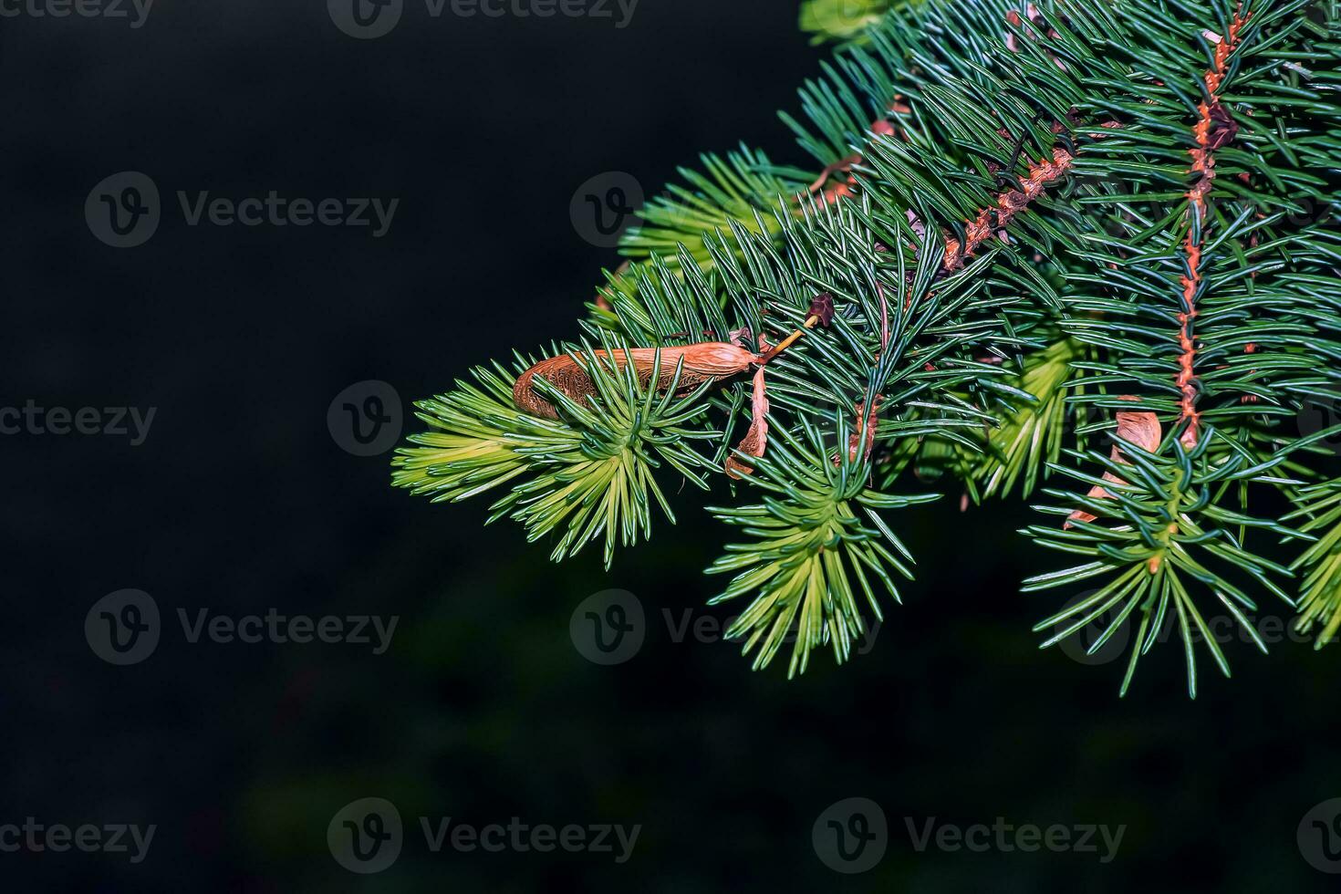 Blue spruce branches with needles on a dark background. Blue spruce with the Latin name Picea pungens. photo