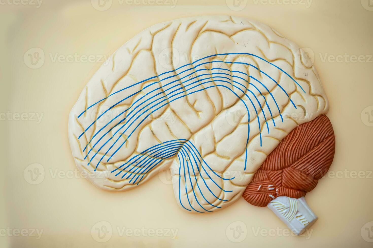 Model of the human brain for teaching in the medical class. The structure of the brain. photo