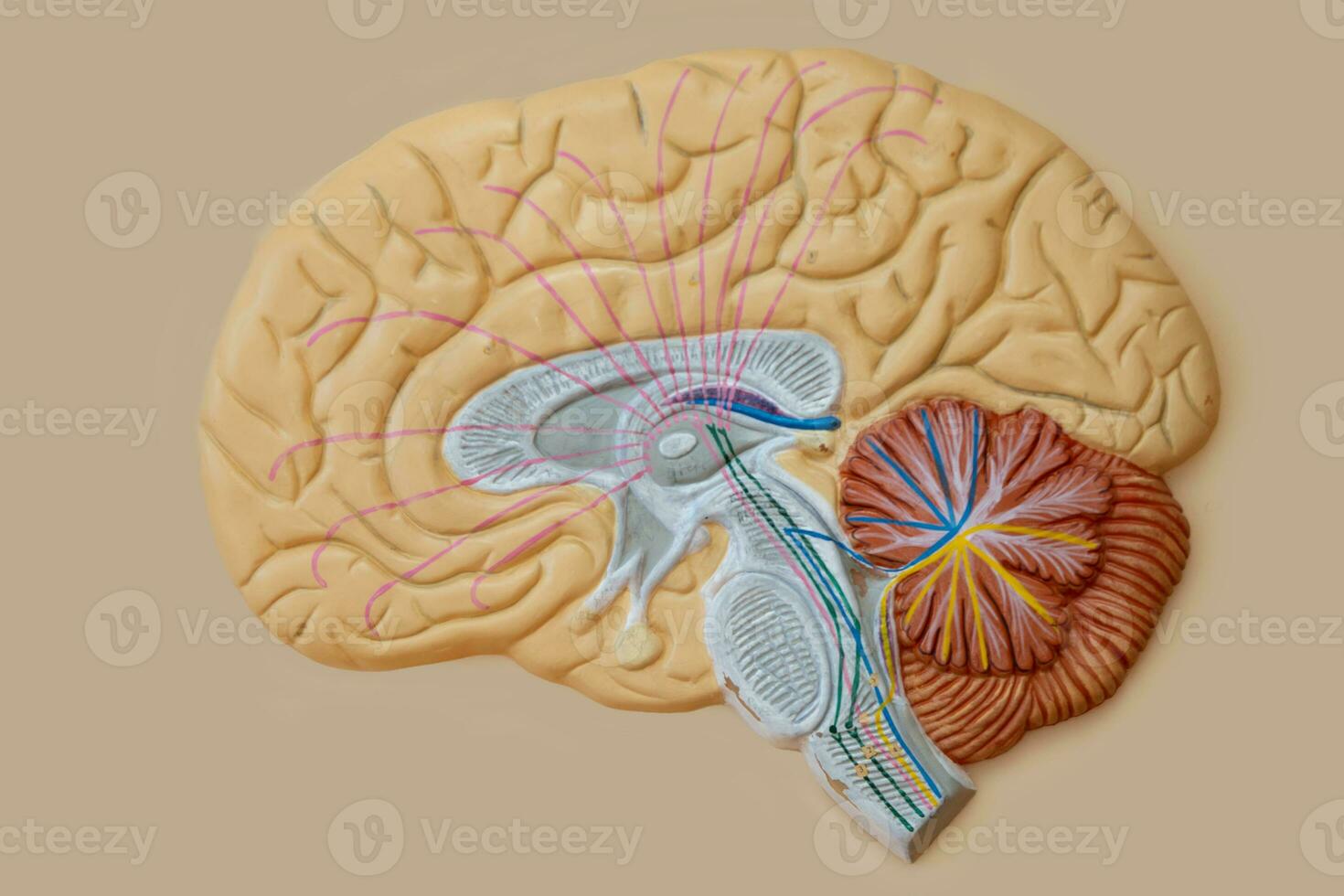 Model of the human brain for teaching in the medical class. The structure of the brain. photo