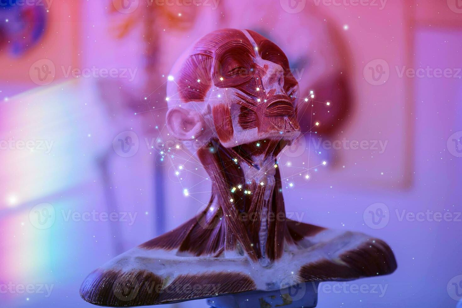 Anatomical mock-up of a human head in purple-pink gradient and digital grid. photo