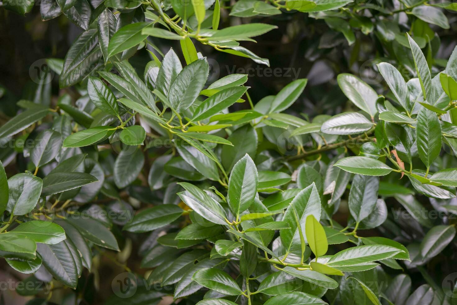 Natural green background. Green leaves of the plant Prunus laurel cherry. photo