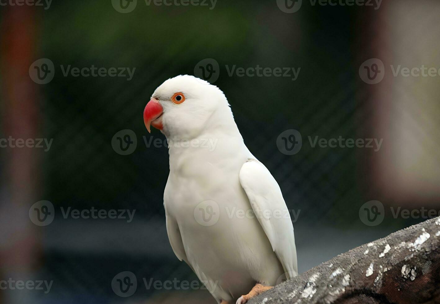 White parrot on the perch in the zoo, Bangladesh. photo