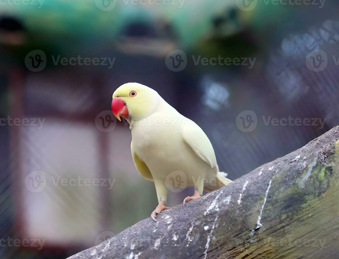 White parrot on the perch in the zoo, Bangladesh. photo