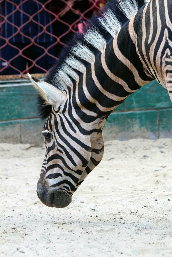 A vertical shot of a Zebra eating in a field. photo