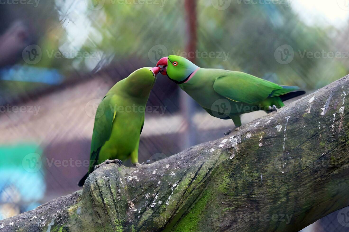 Parrots are sitting on a tree branch in a zoo, close up. photo