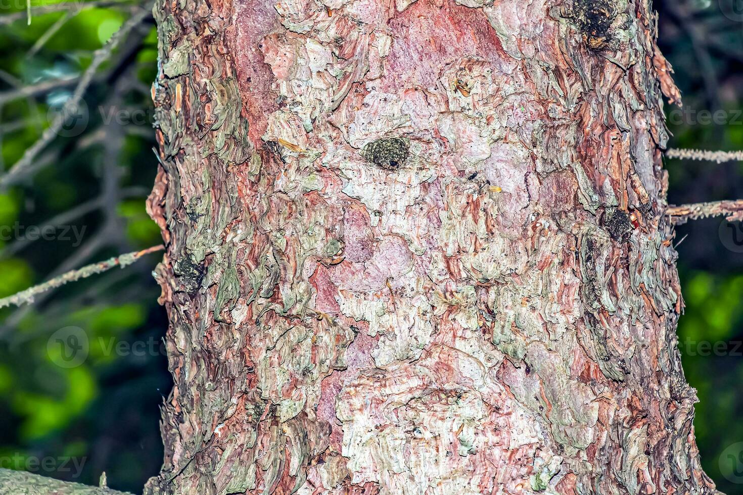 Background and texture of the bark of Blue Spruce or Picea pungens in Latin. photo