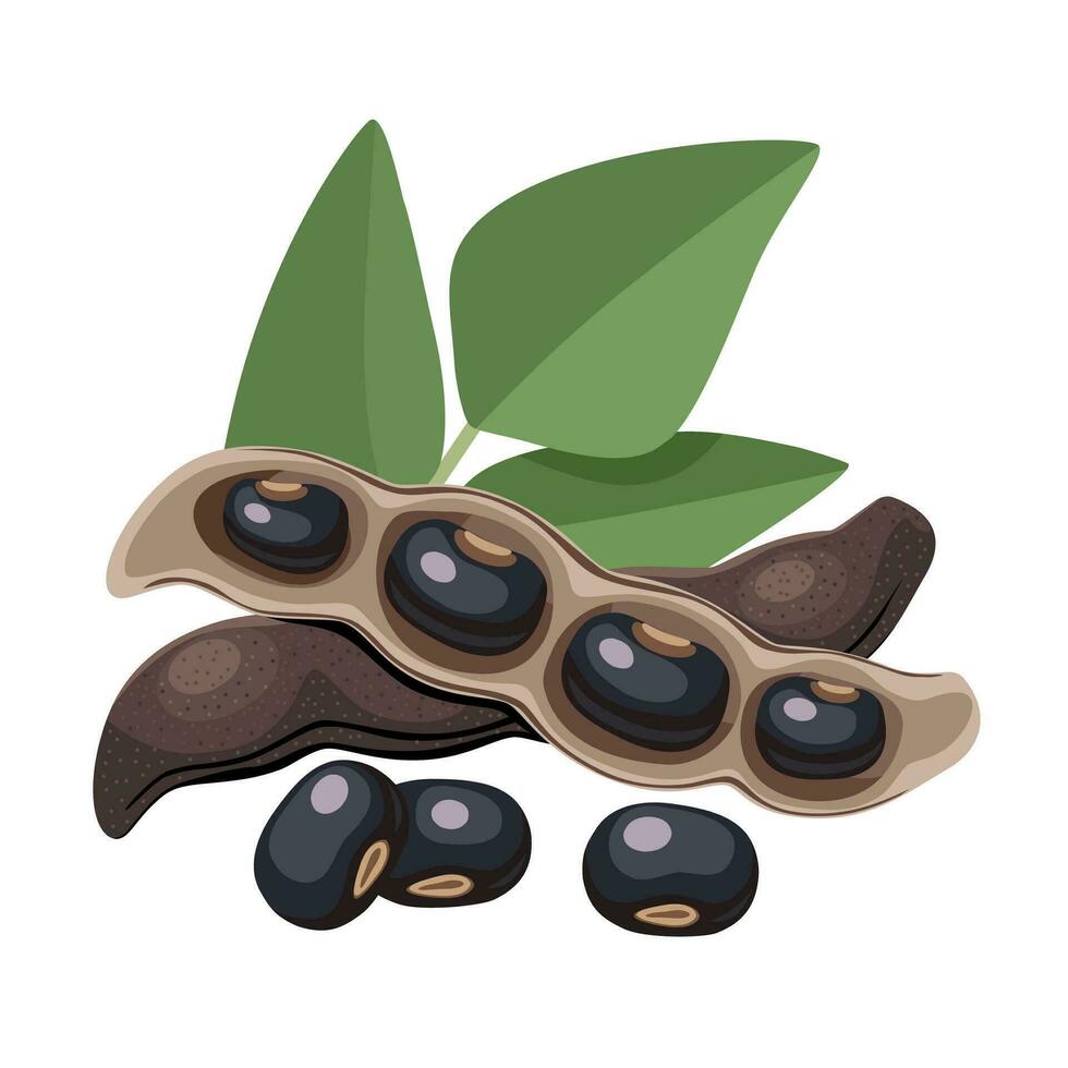 vector ilustración, negro terciopelo frijol, científico nombre mucuna pruriens, aislado en blanco antecedentes.