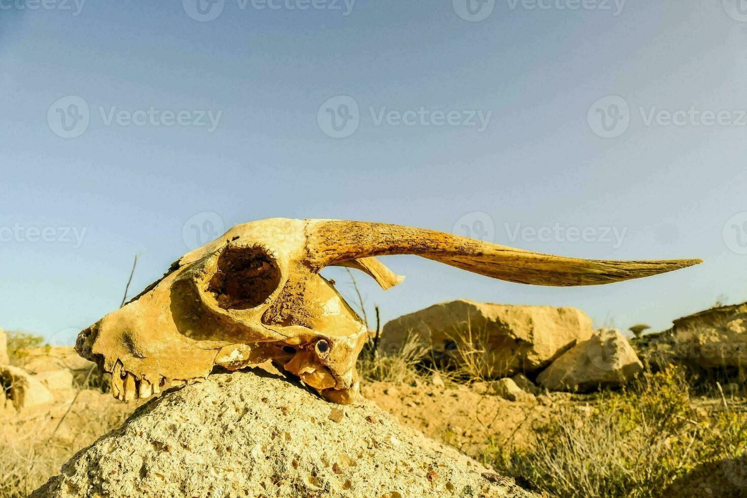 a skull with horns on top of a rock photo