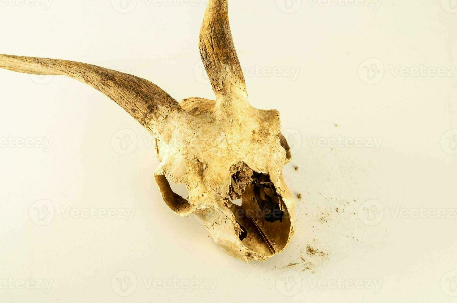 a goat skull with horns on it photo