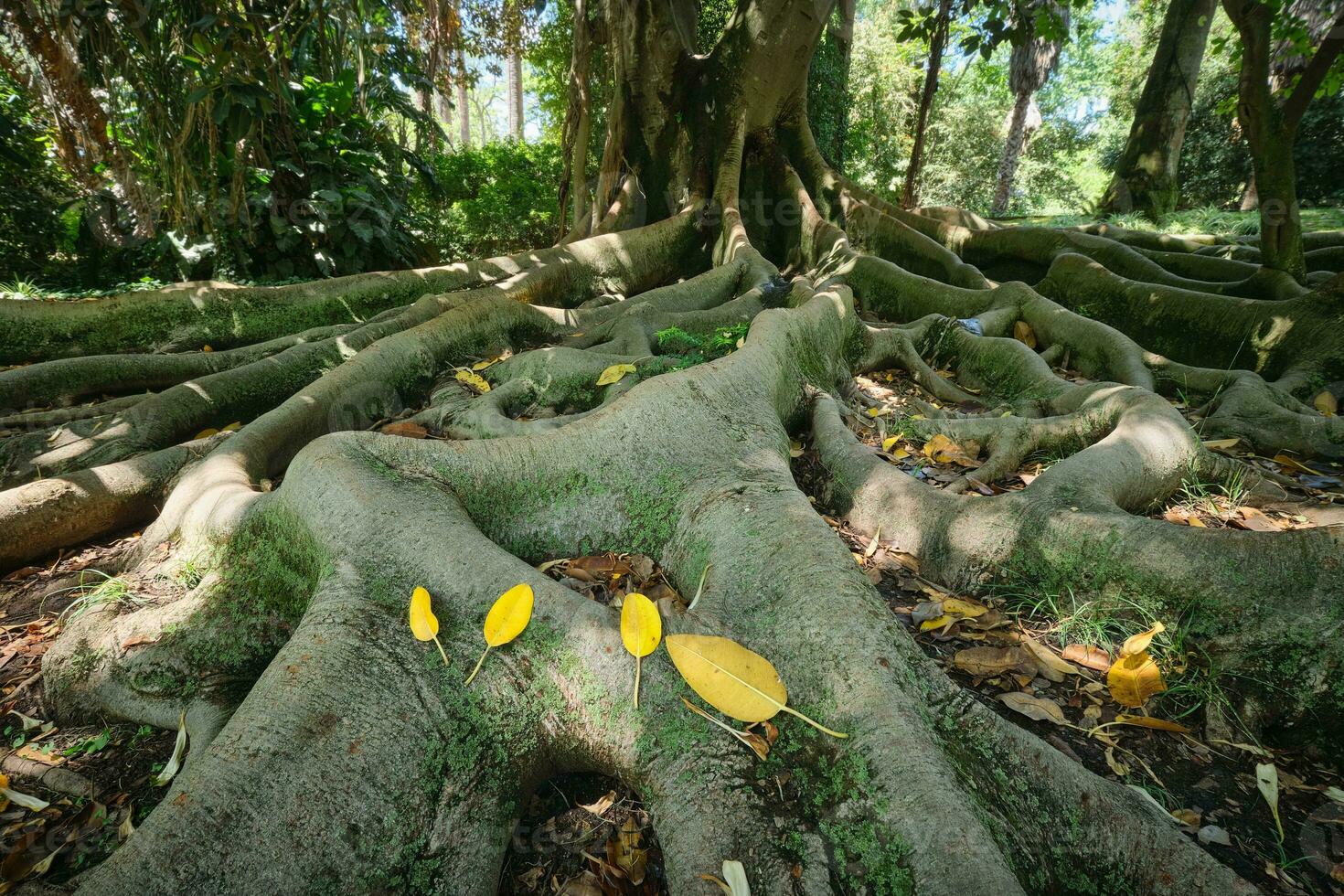 Ficus macrophylla trunk and roots close up photo