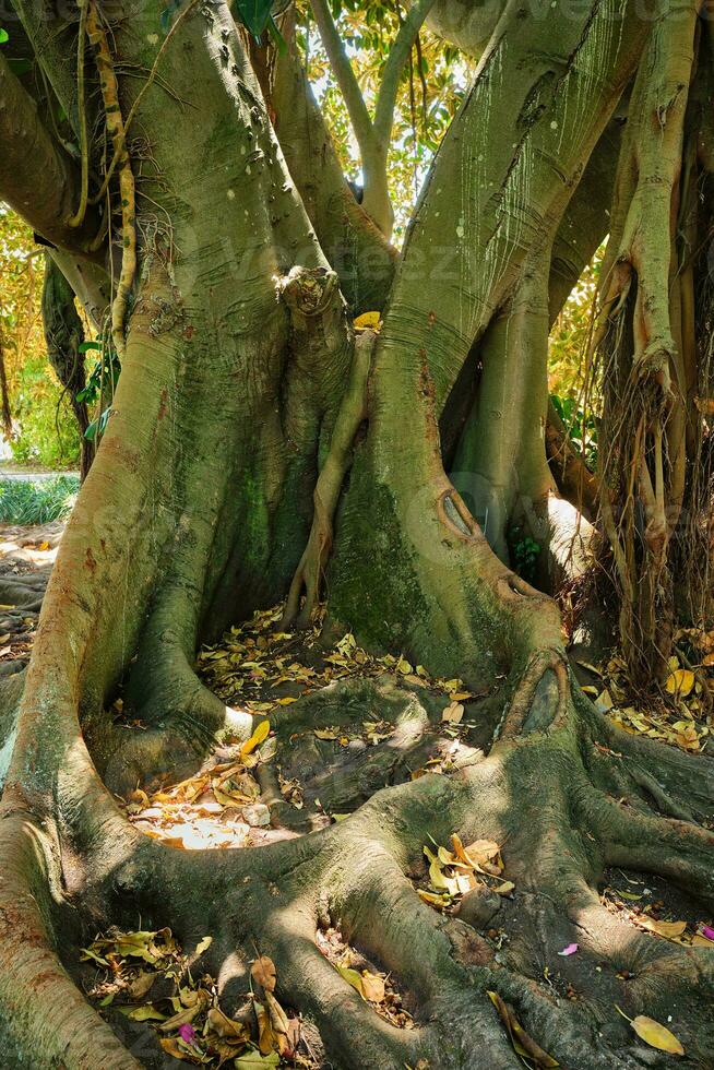 ficus macrophylla maletero y raíces cerca arriba foto