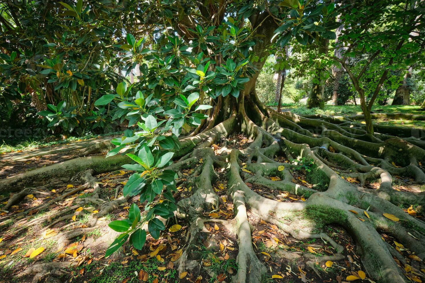 ficus macrophylla maletero y raíces cerca arriba foto