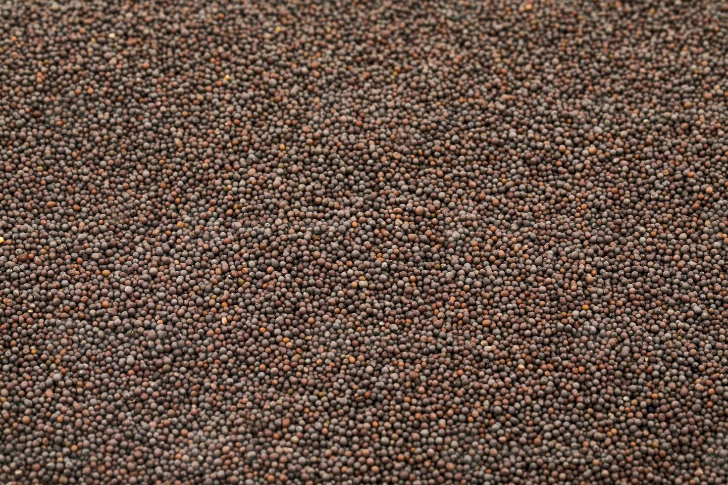 Brown Mustard Seeds photo