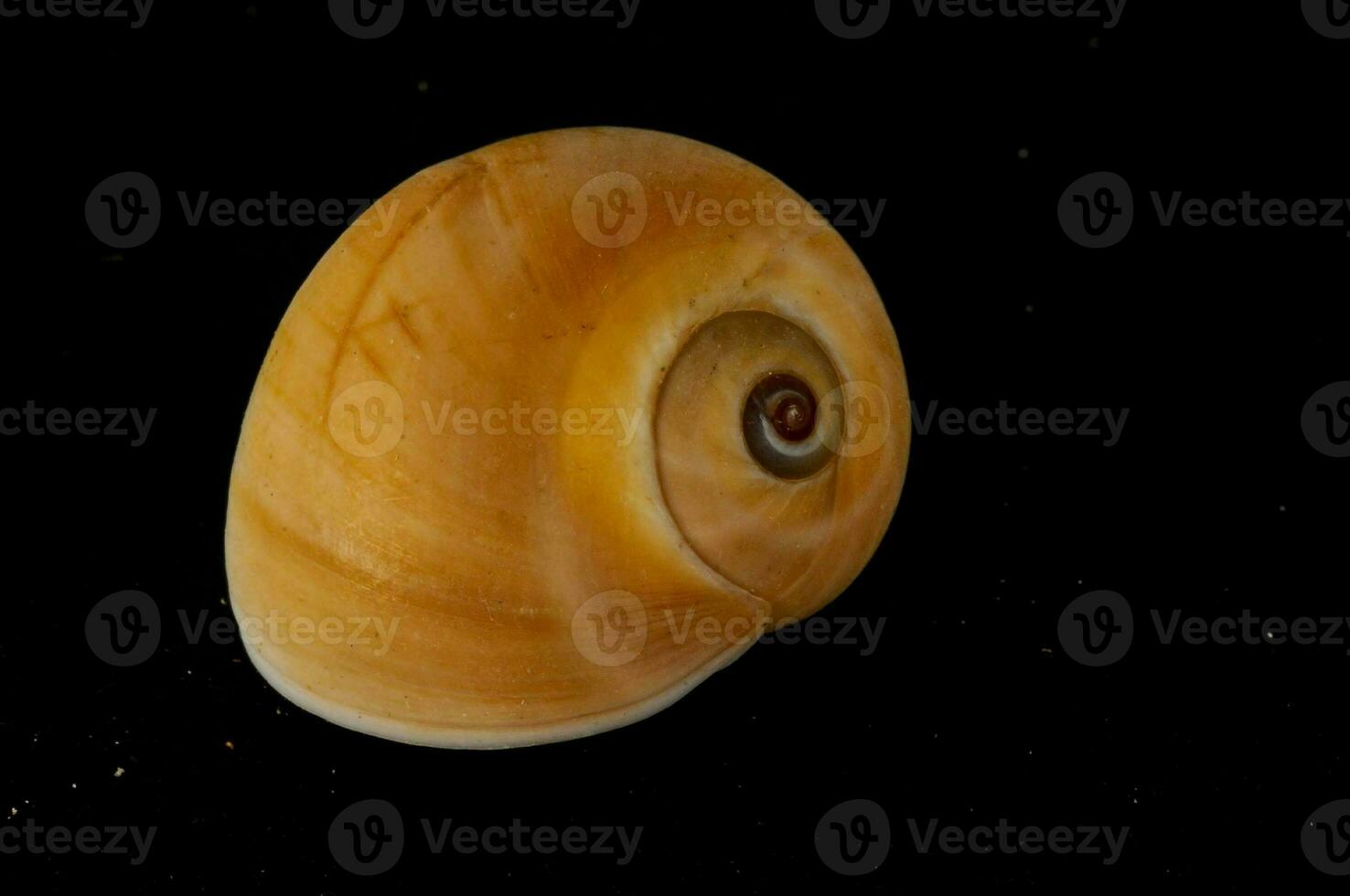 a orange shell with a black background photo