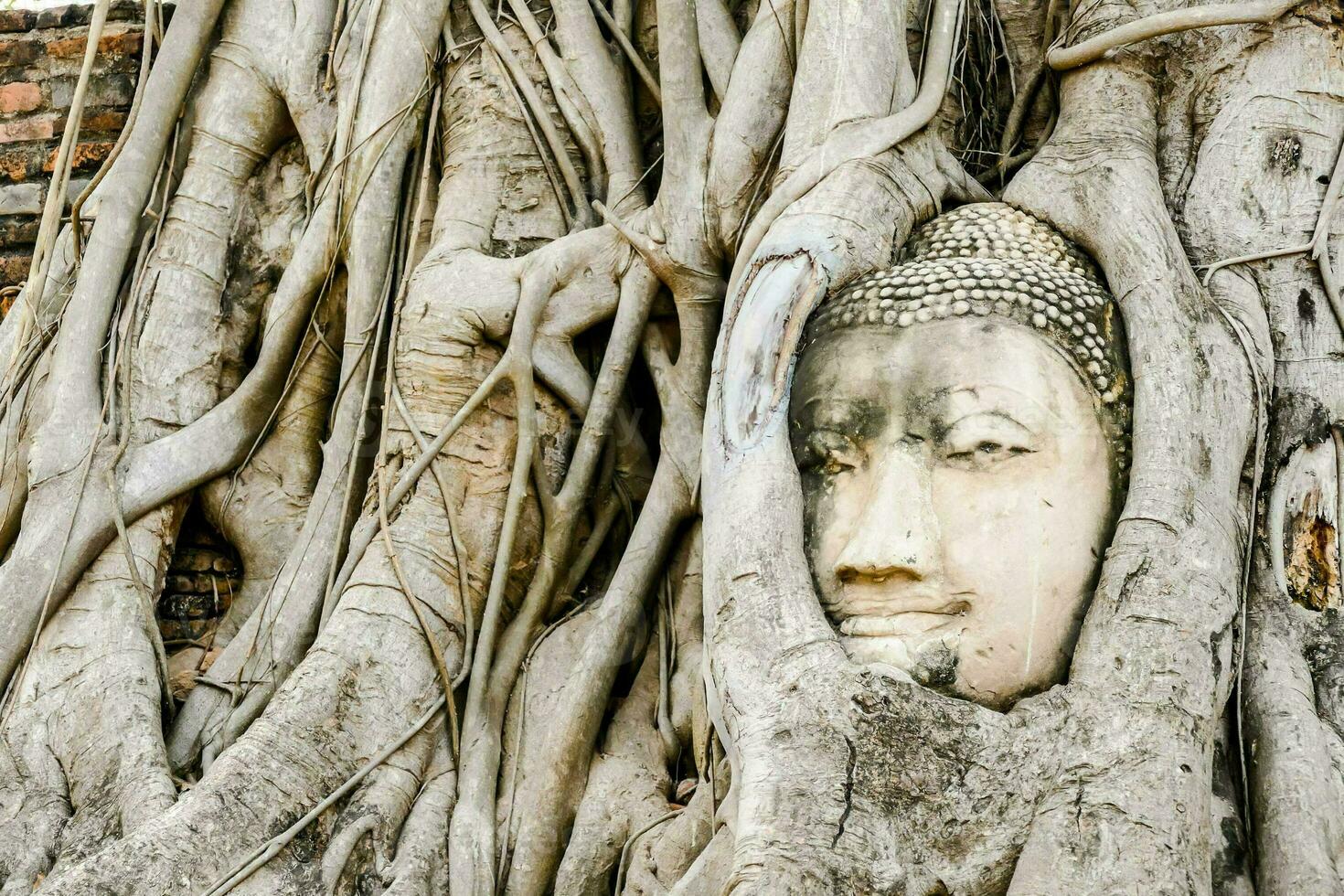 a buddha head is in the roots of a tree photo