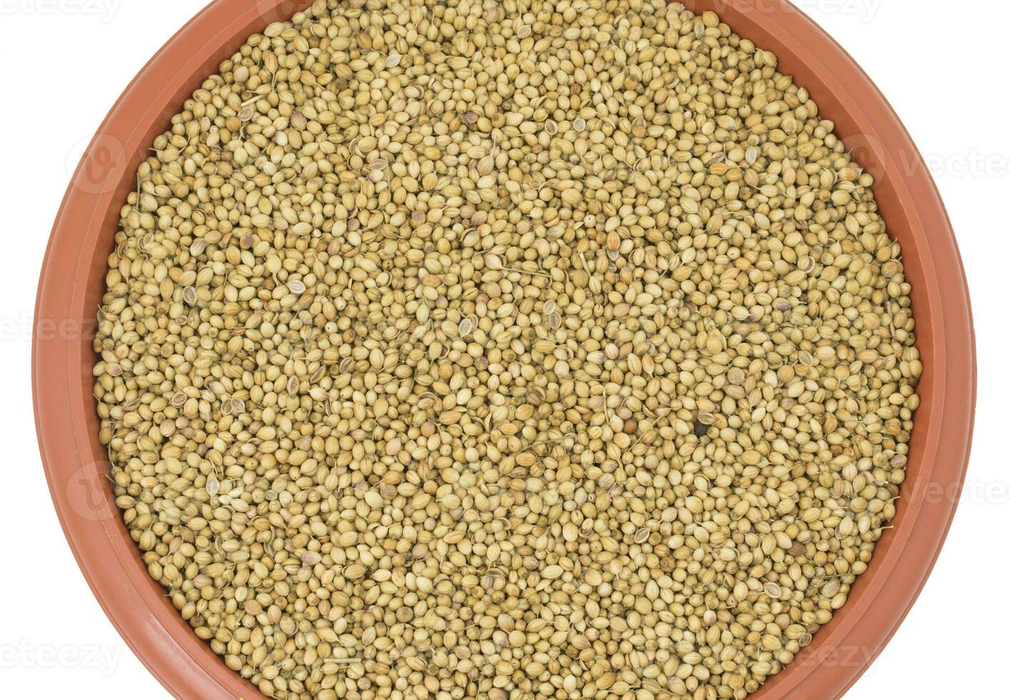 Dried Coriander Seeds or Dhaniya photo