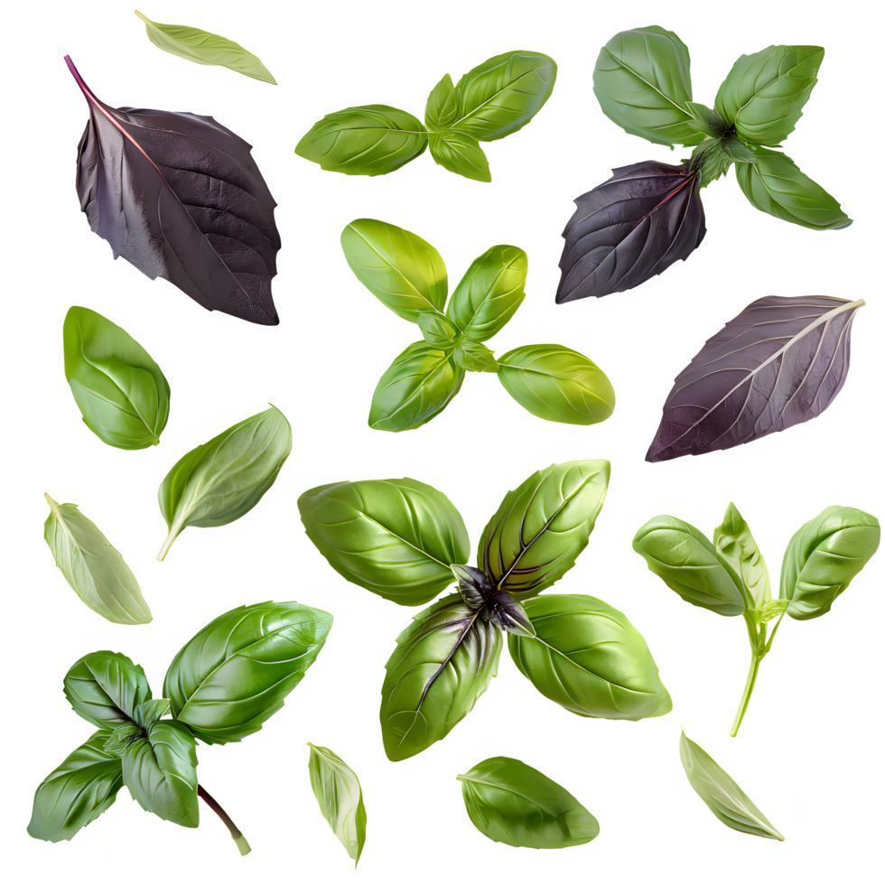AI generated Fresh basil leaves isolated on transparent background png