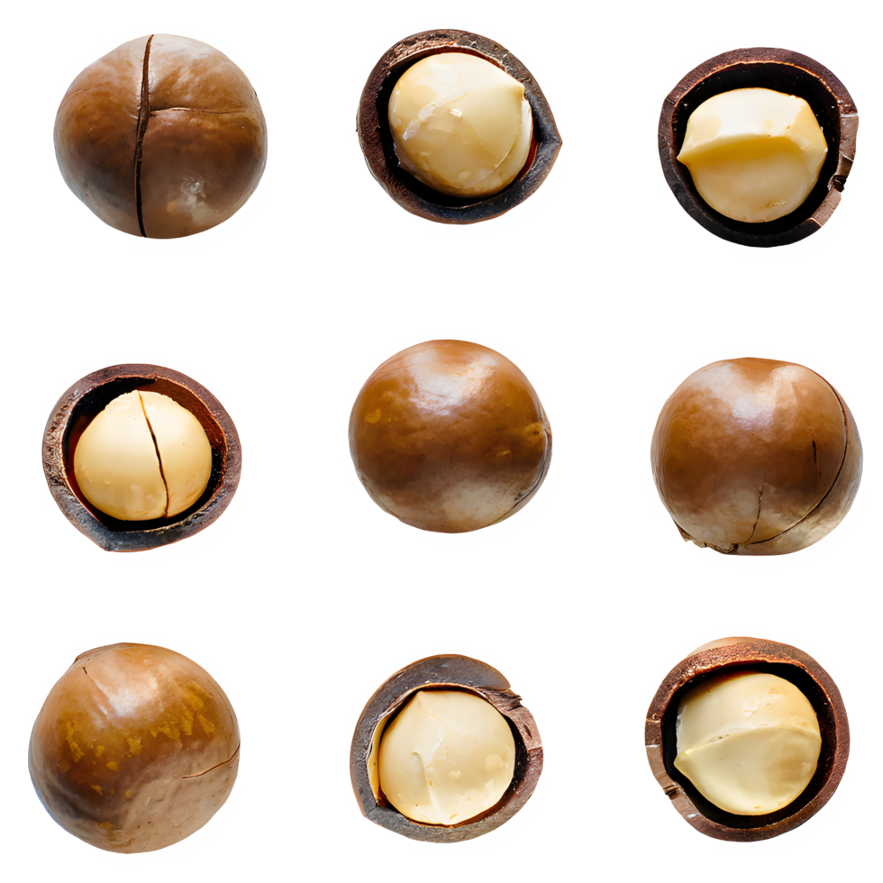 AI generated Macadamia nuts isolated on transparent background png