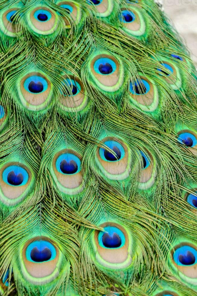 pavo real plumas son mostrado en un cerca arriba foto