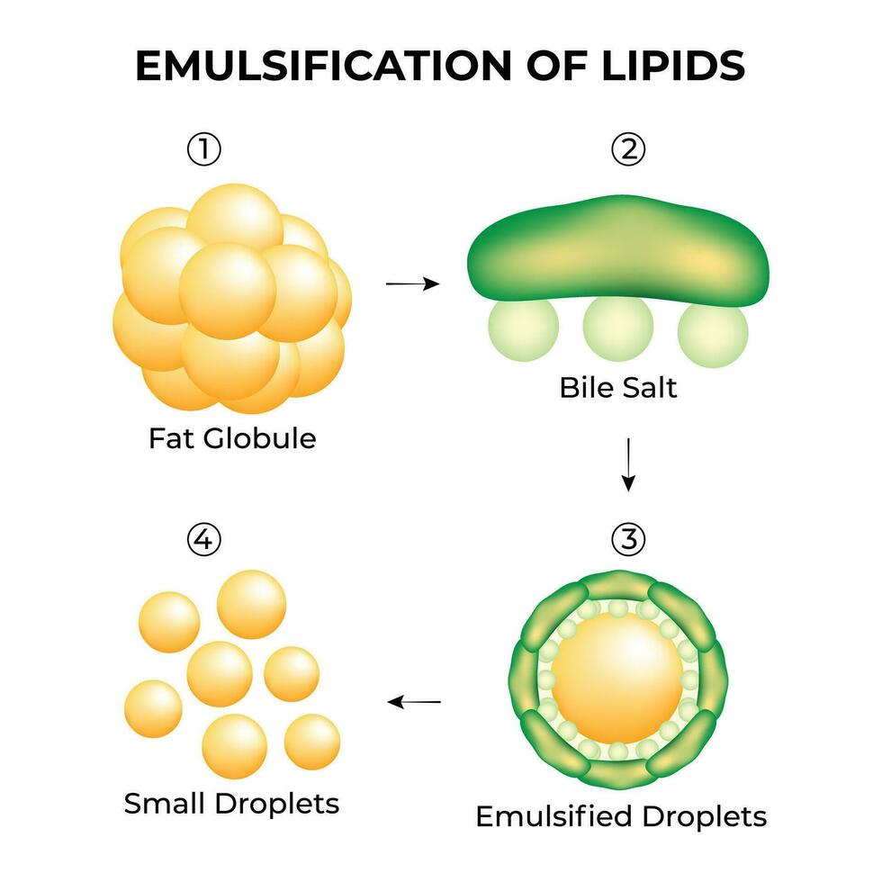 Emulsification of Lipids Science Design Vector Illustration