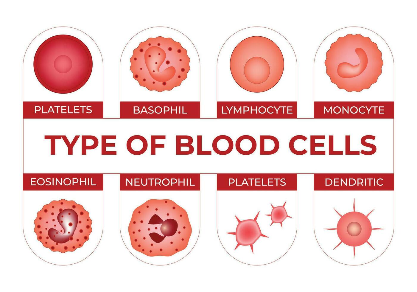 Type of Blood Cells Science Design Vector Illustration Diagram