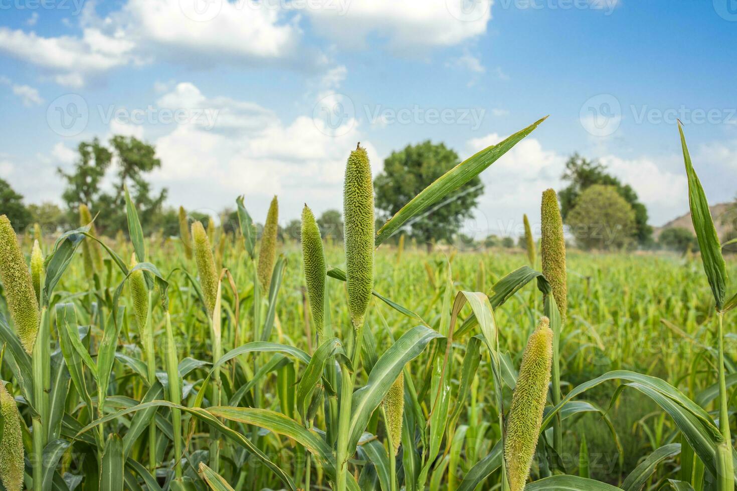 Pearl Millet Field in Rajasthan India photo