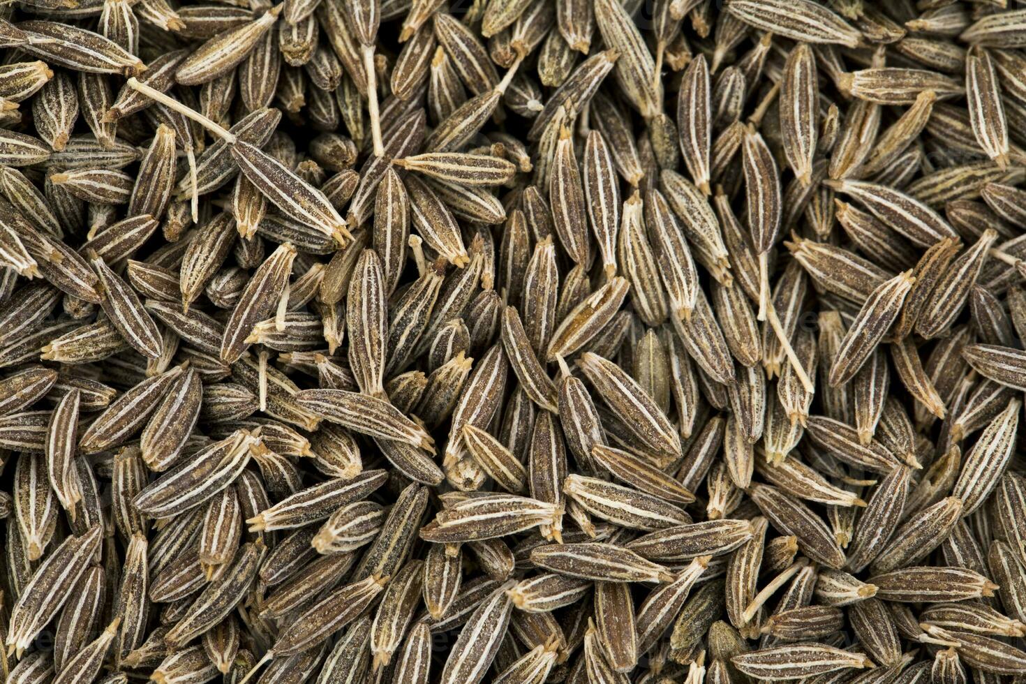 Pile of Dried Cumin Seeds photo