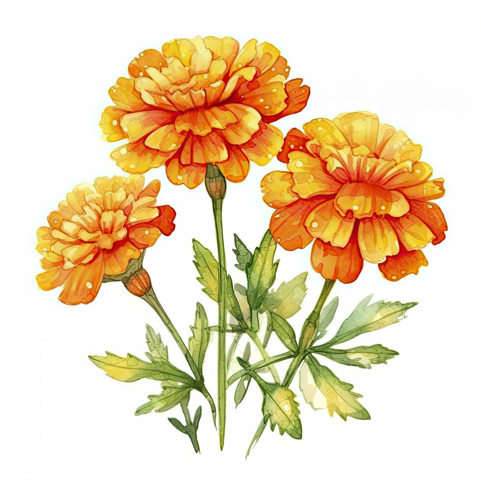 AI generated Watercolor autumn marigold flowers with raindrops on white background. AI Generated photo