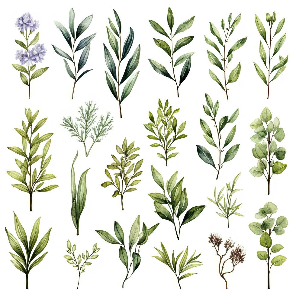 AI generated Collection of watercolor herbs clipart on white background. AI Generated photo