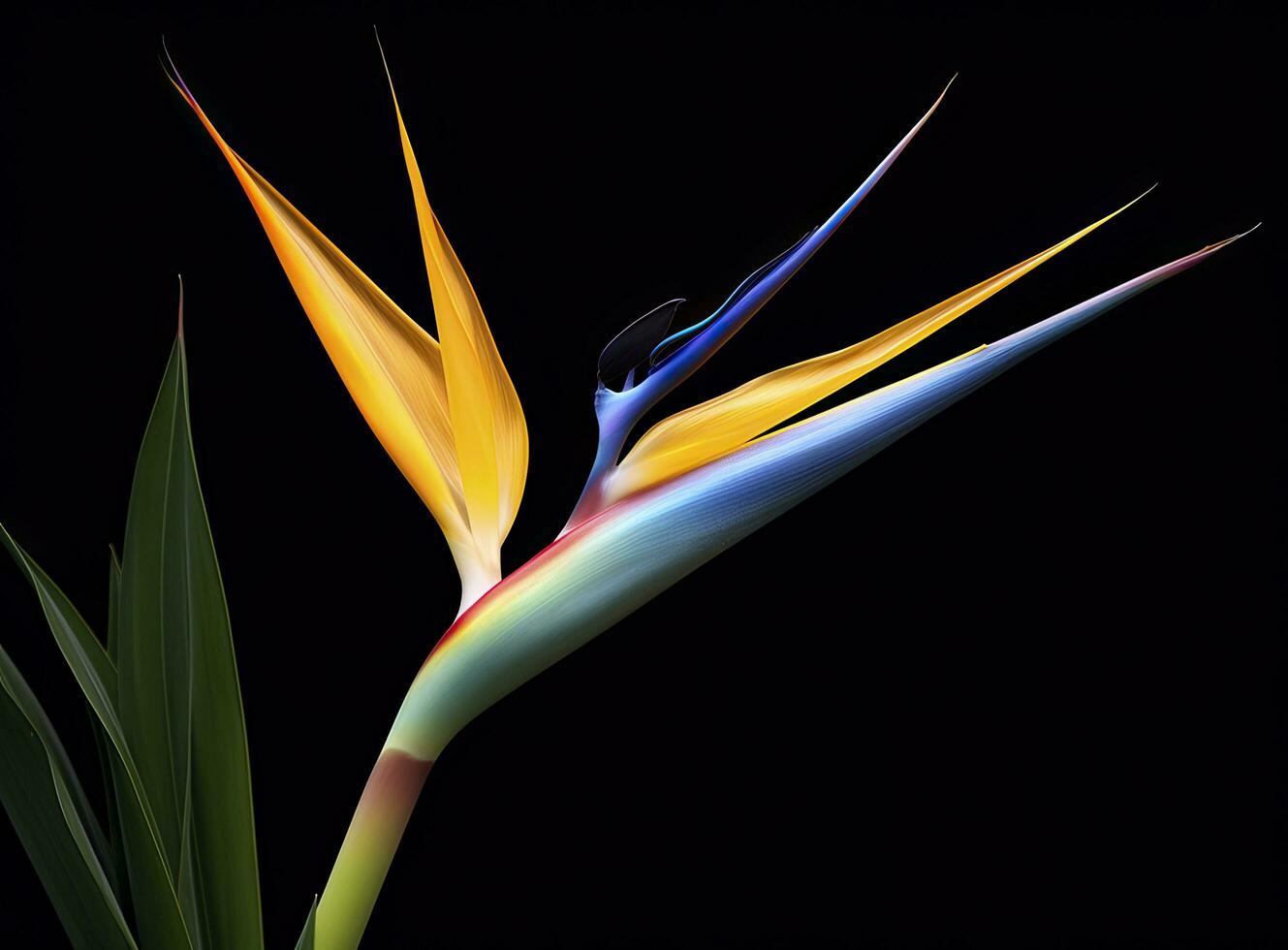 AI generated Bird of paradise flower isolated on black background. AI Generated photo