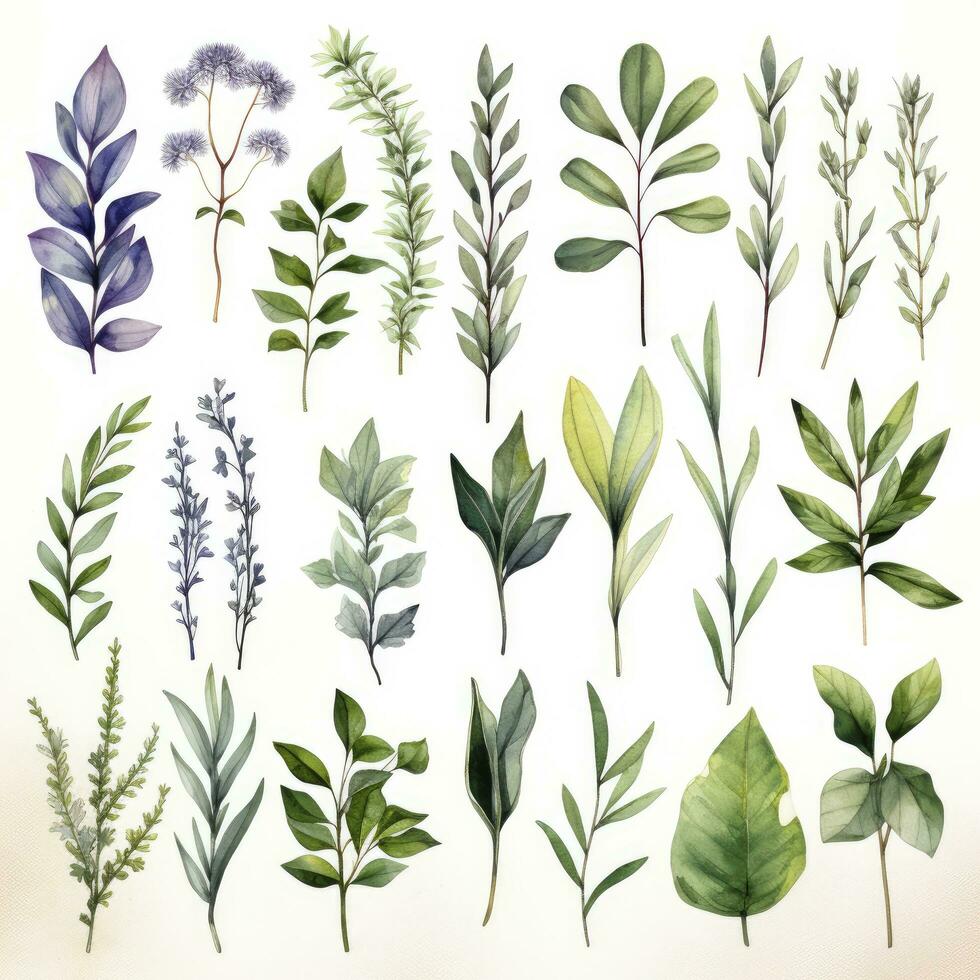 AI generated Collection of watercolor herbs clipart on white background. AI Generated photo