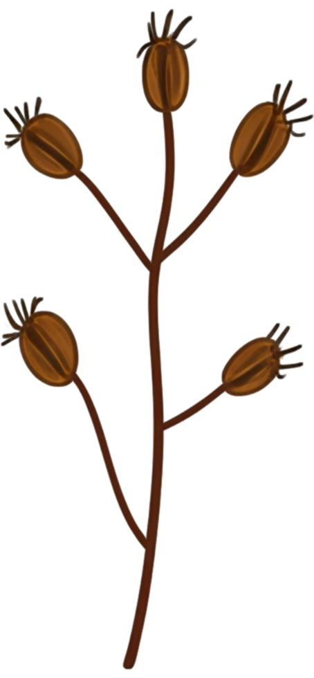 minimalist leaves free png