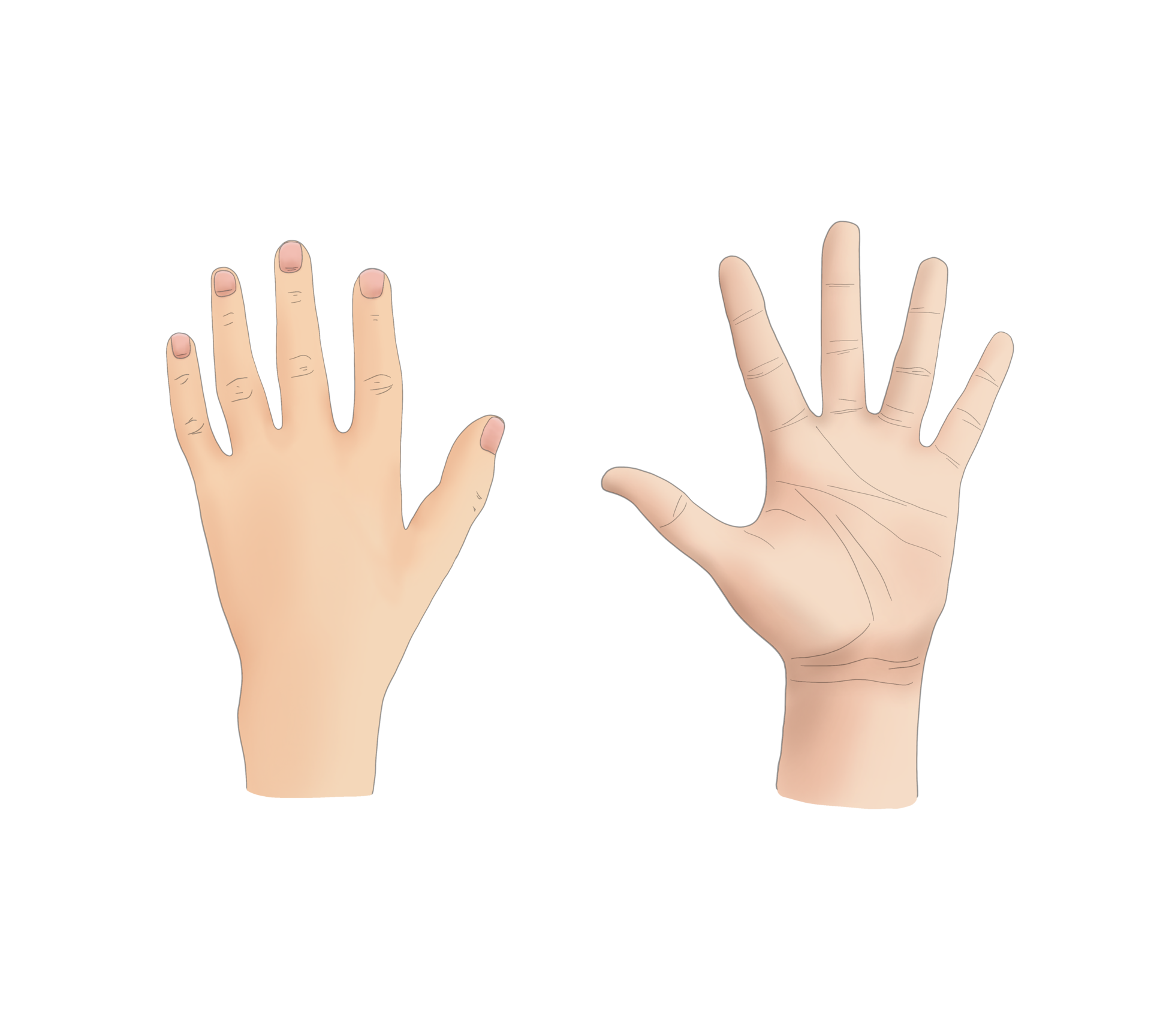 Hand arm finger palm gesture concept, hands in doodle style isolated