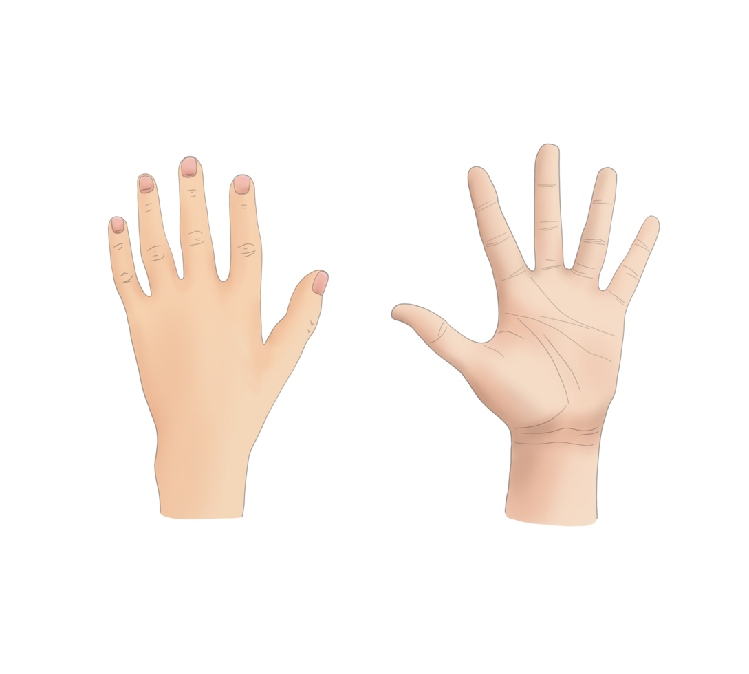 Hand arm finger palm gesture concept, hands in doodle style isolated human arms, Hand arm finger png