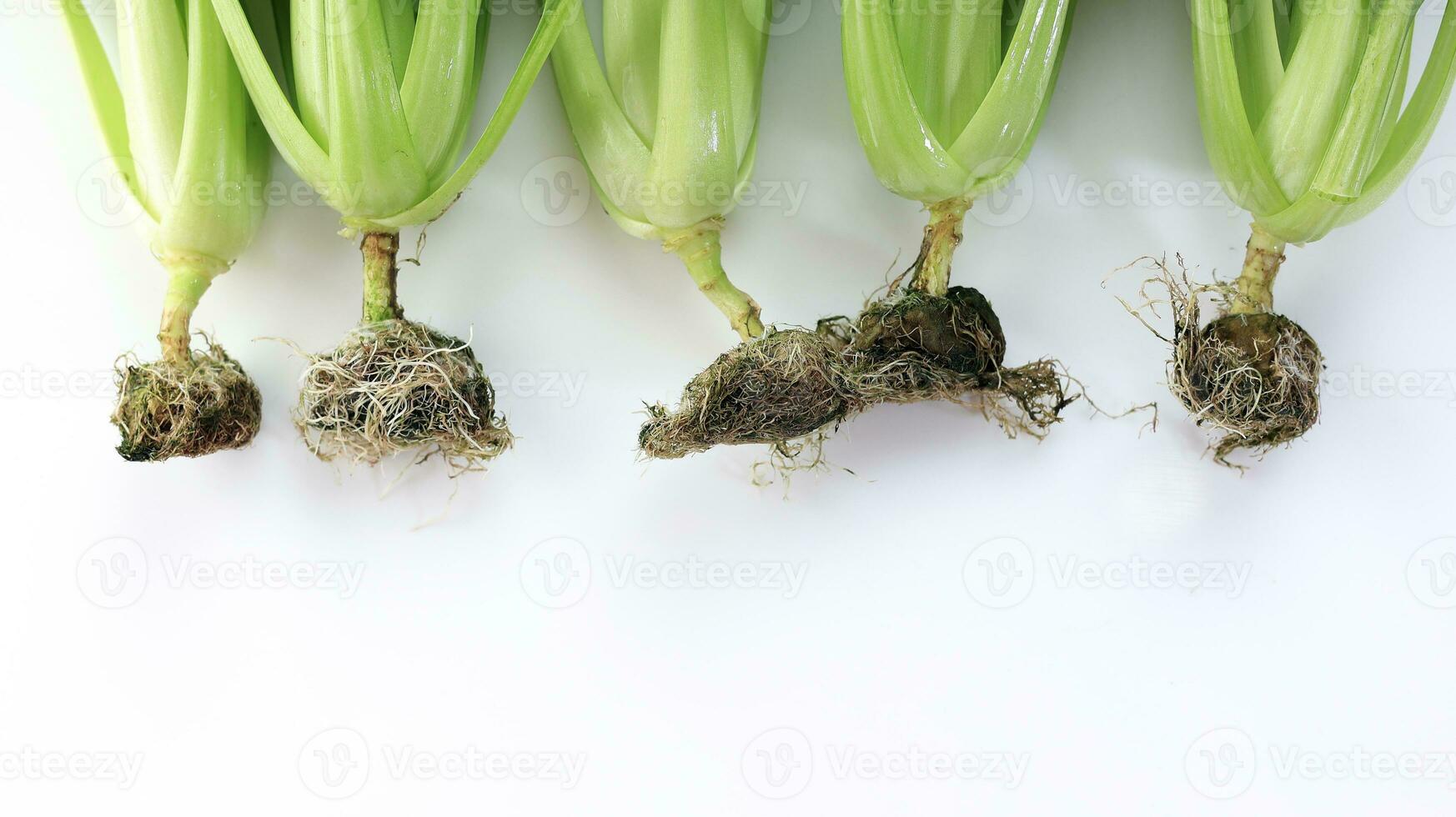 Roots of Pak Choi or Bok Choy Vegetable Brassica Rapa Subsp. Chinensi photo