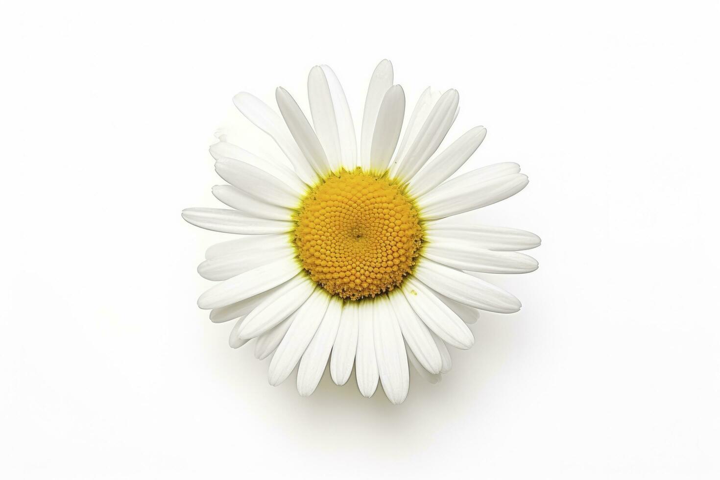 AI generated Common daisy isolated on white background. AI Generated photo