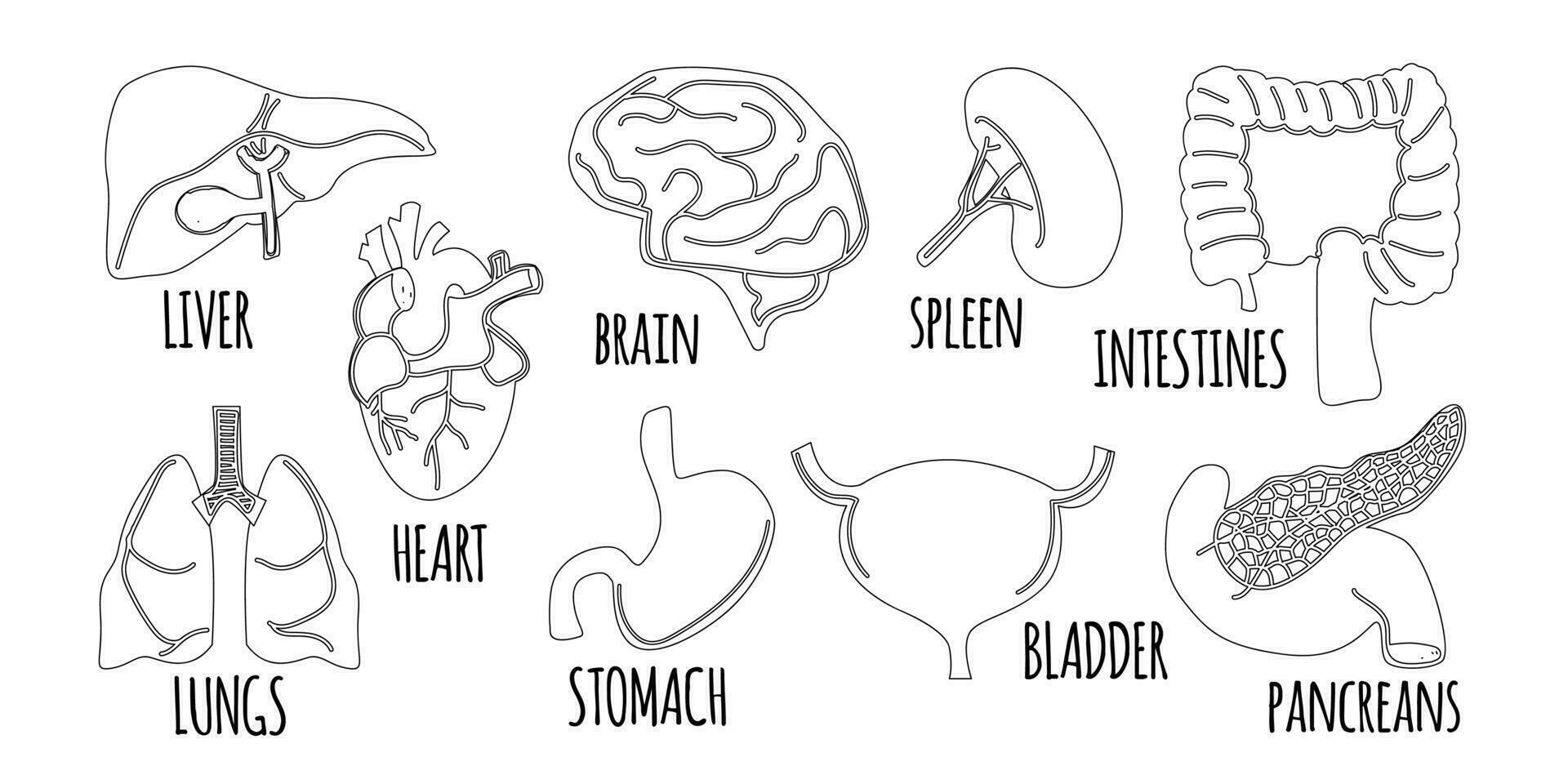 The internal organs are doodle style. vector. Liver, heart, lungs, stomach, brain, spleen, intestines, bladder, and pancreas. vector