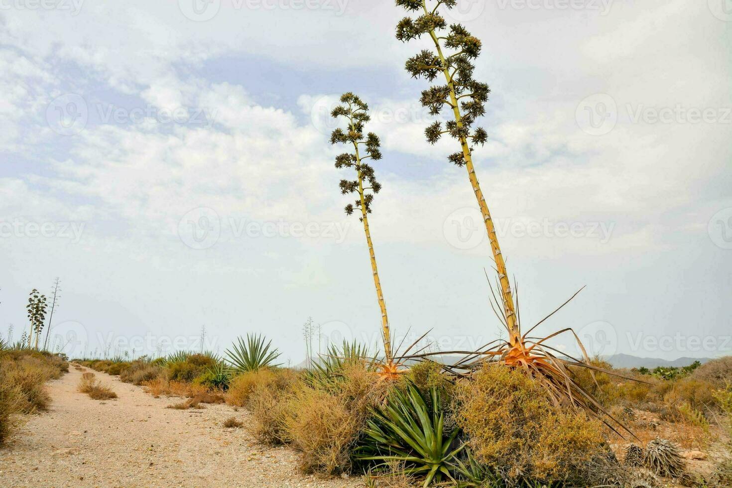 Scenic desert landscape photo