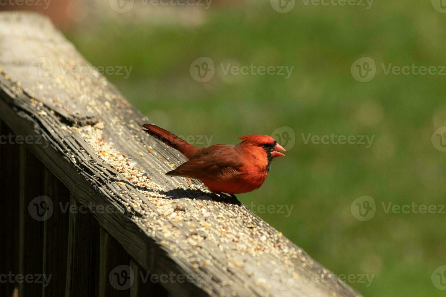 This beautiful cardinal was sitting on the wooden railing of the deck with birdseed. His bright red body stands out from the surroundings. His little black mask protecting his eyes from the light. photo