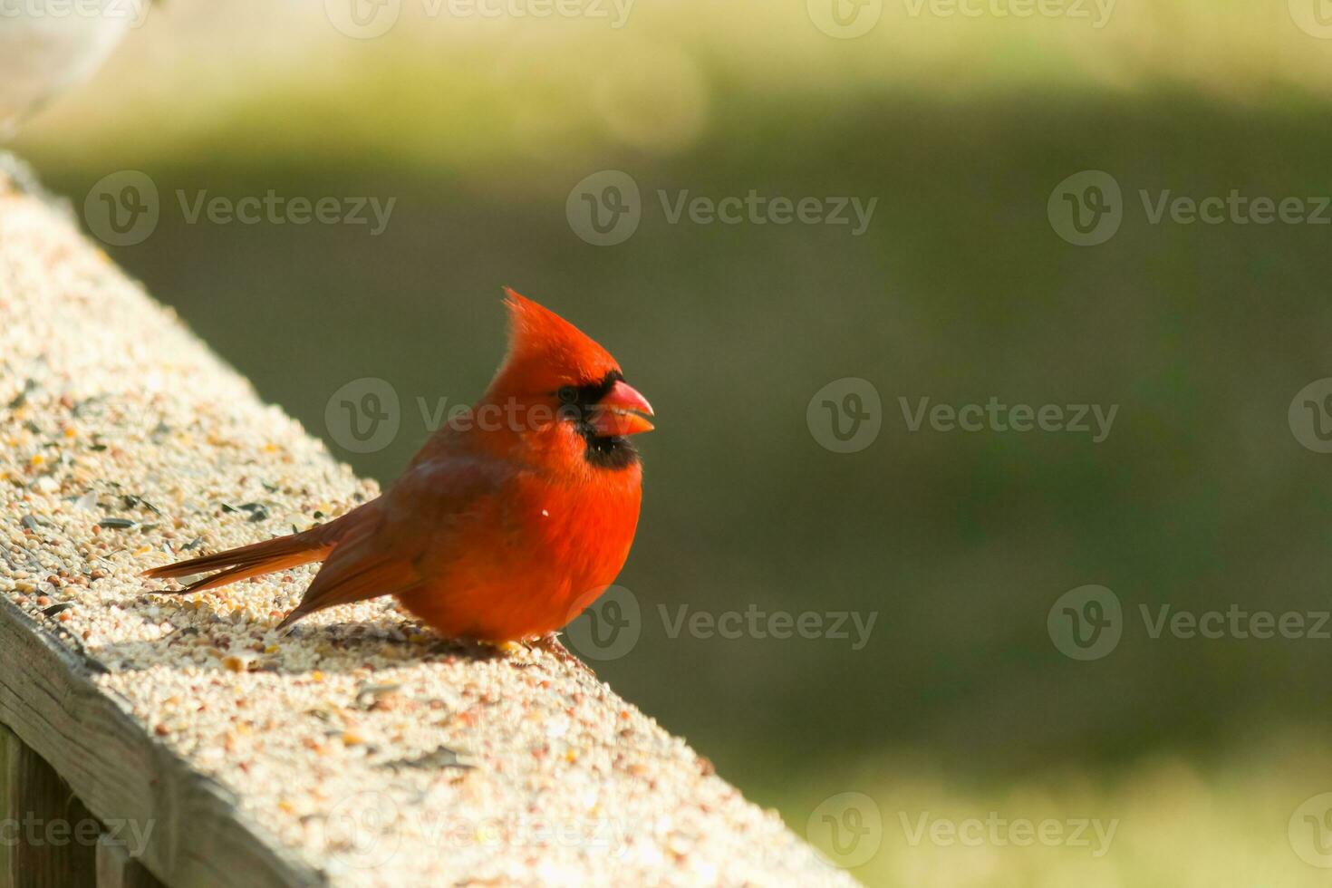 This beautiful cardinal was sitting on the wooden railing of the deck with birdseed. His bright red body stands out from the surroundings. His little black mask protecting his eyes from the light. photo