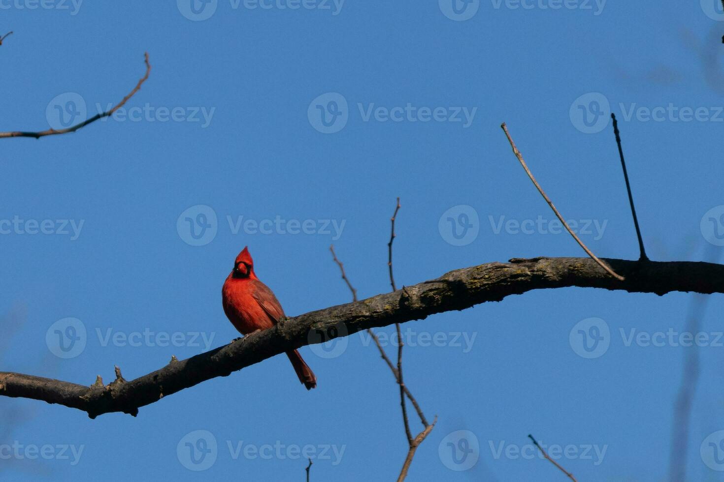 This beautiful red cardinal sat perched on the branch of this tree. The bright red body of the bird stands out from the bare brown branch. There are no leaves on this limb due to the winter season. photo