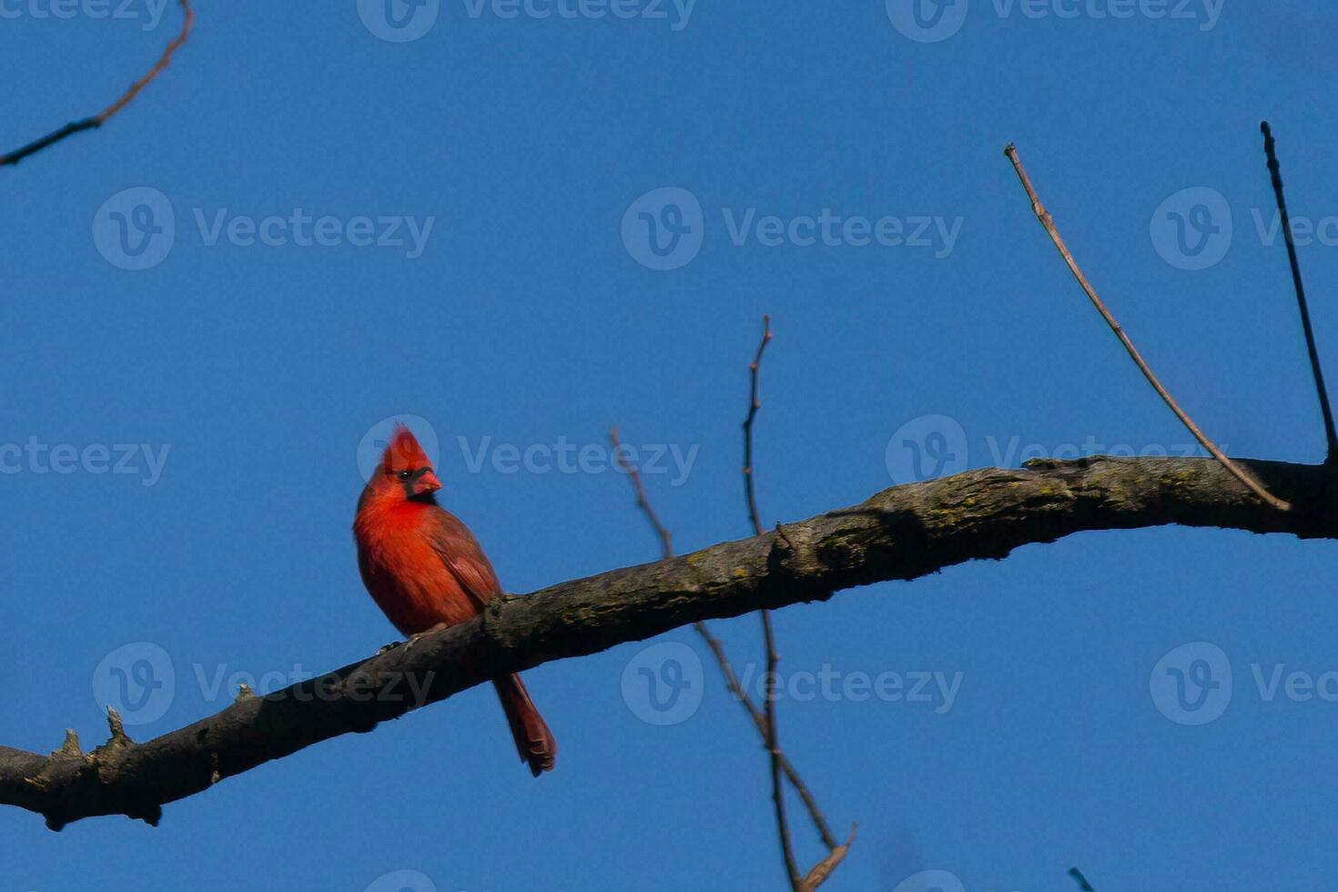 This beautiful red cardinal sat perched on the branch of this tree. The bright red body of the bird stands out from the bare brown branch. There are no leaves on this limb due to the winter season. photo