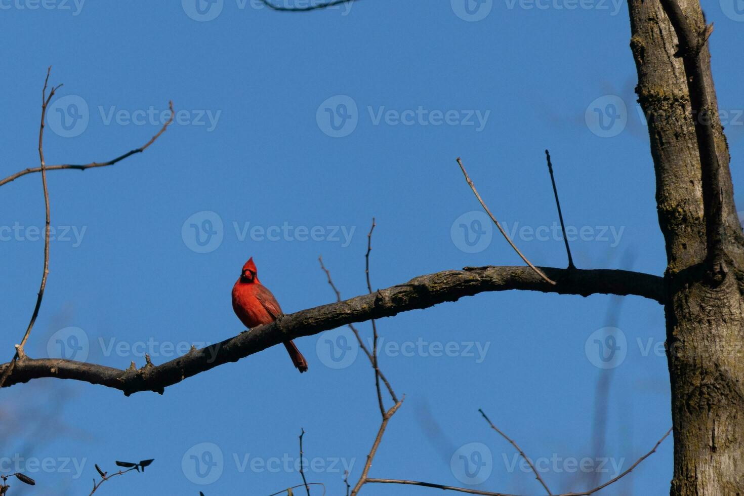 This beautiful red cardinal sat perched on the branch of this tree. The bright red body of the bird stands out from the bare brown branch. There are no leaves on this limb due to the winter season. photo