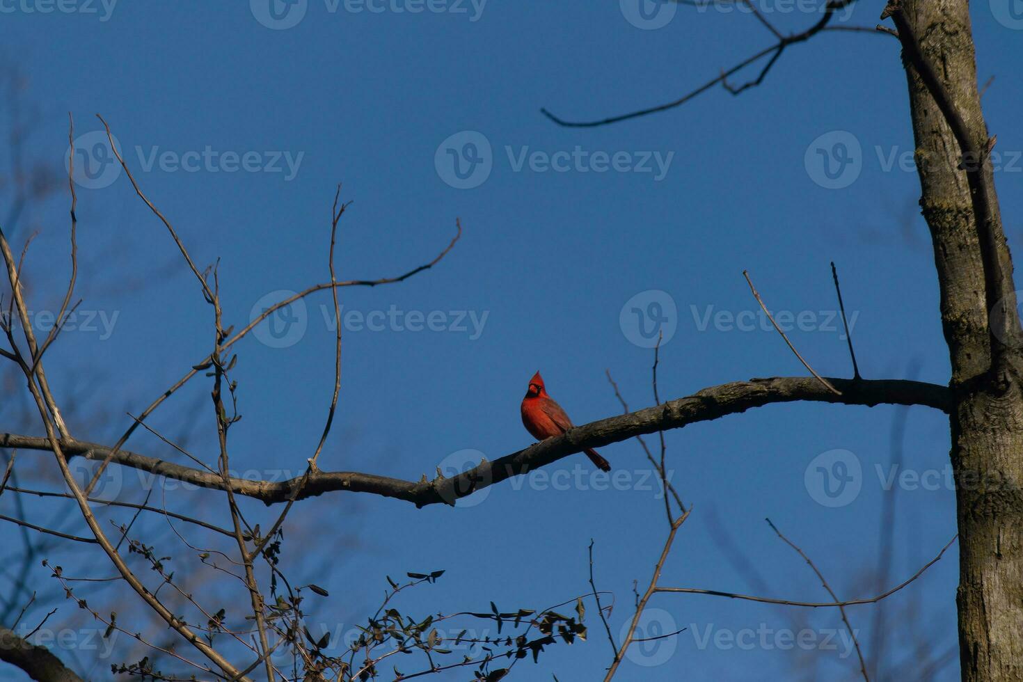 This beautiful red cardinal sat perched on the branch of this tree. The bright red body of the bird stands out from the bare brown branch. There are no leaves on this limb due to the winter season. photo