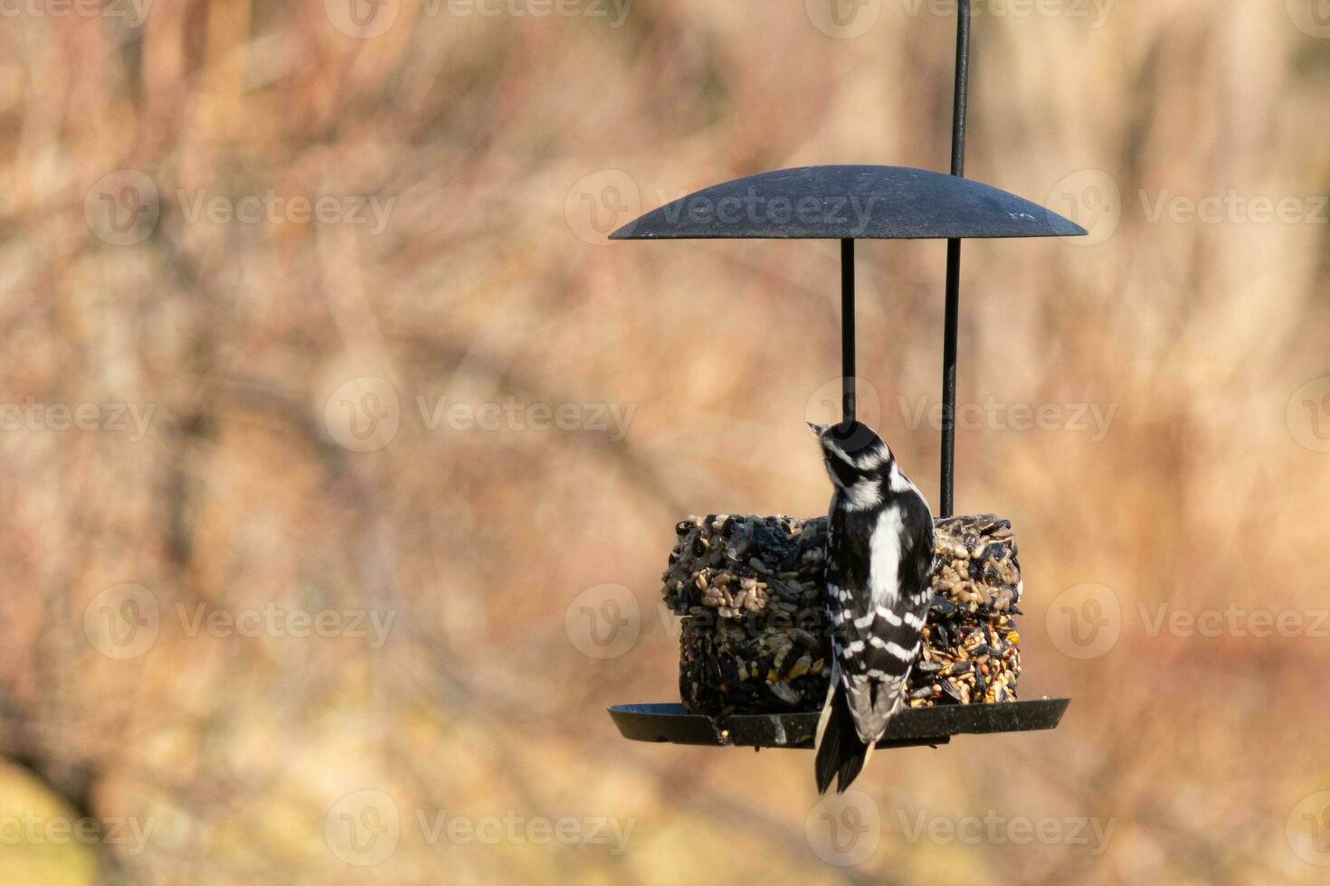 This little downy woodpecker was out to visit the birdseed cake. Her little black and white feathers standing out from the surroundings. This is a female bird due to not having the red on her head. photo