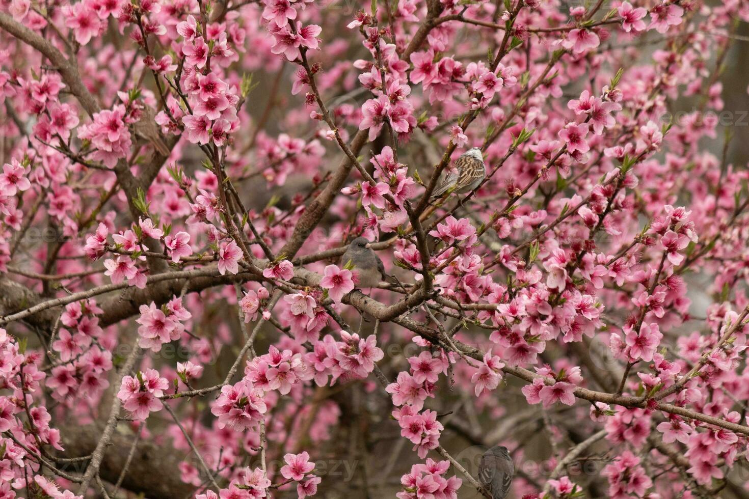 These cute little birds are sitting in the peach tree. The colors of the avians stand out. I love the pink flowers and how they look like cherry blossoms. The cute birds are just perched here. photo