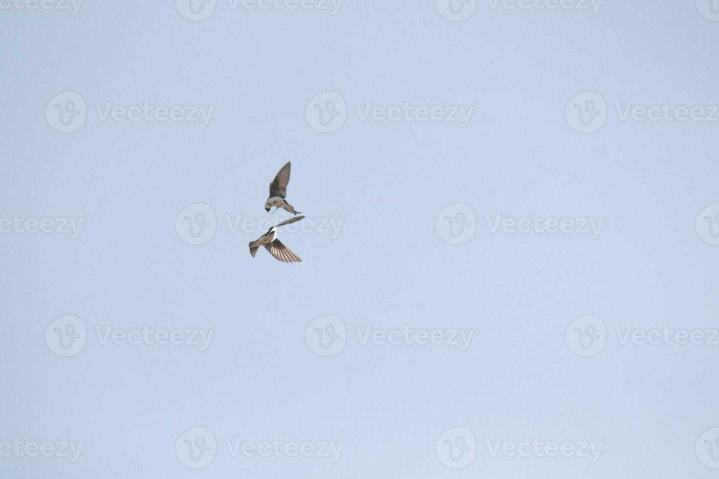 These little tree swallows are flying around in a blue sky. The cute little avians seem to be doing some aerial acrobatics like. These little birds seem like the blue angels of the feathered animals. photo